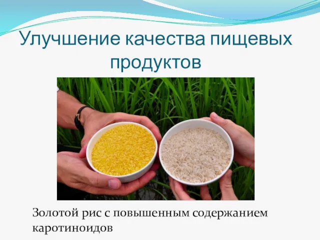 Улучшение качества пищевых продуктов Золотой рис с повышенным содержанием каротиноидов