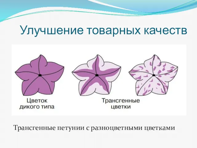 Улучшение товарных качеств Трансгенные петунии с разноцветными цветками