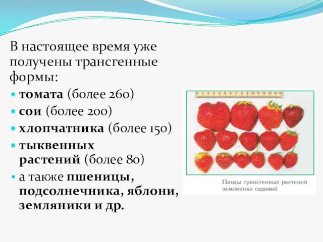 В настоящее время уже получены трансгенные формы: томата (более 260)