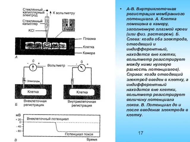А-В. Внутриклеточная регистрация мембранного потенциала. А. Клетка помещена в камеру,