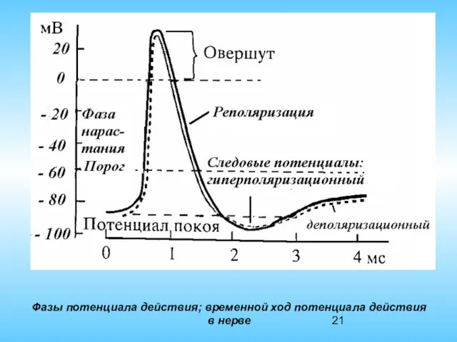 Фазы потенциала действия; временной ход потенциала действия в нерве