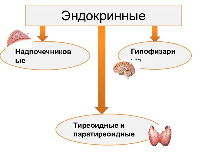 Эндокринные Надпочечниковые Тиреоидные и паратиреоидные Гипофизарные