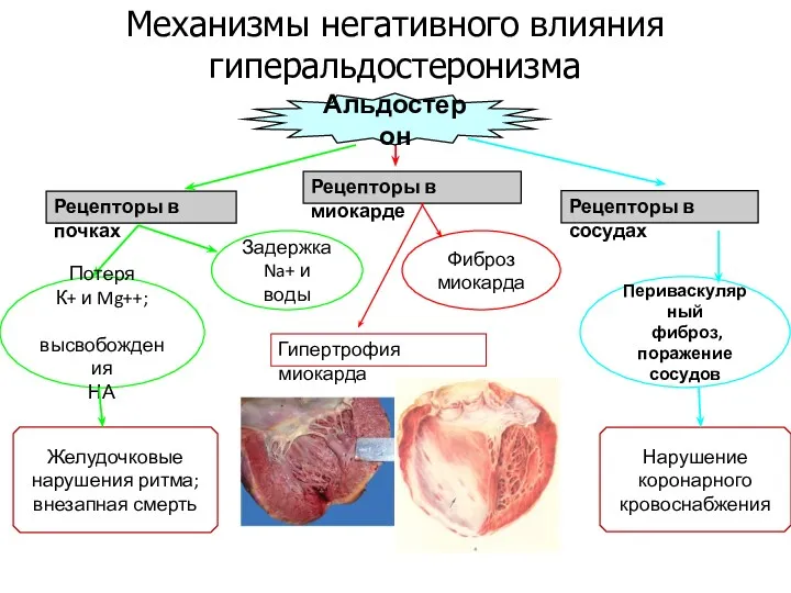 Рецепторы в почках Альдостерон Рецепторы в миокарде Рецепторы в сосудах