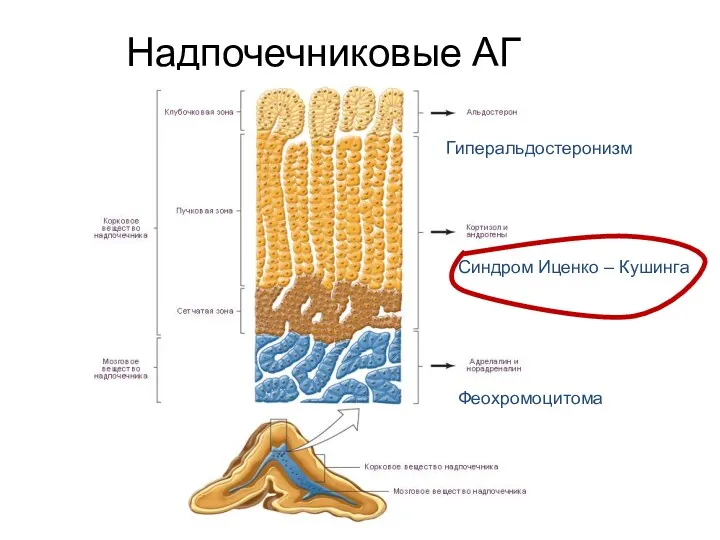 Надпочечниковые АГ Гиперальдостеронизм Синдром Иценко – Кушинга Феохромоцитома