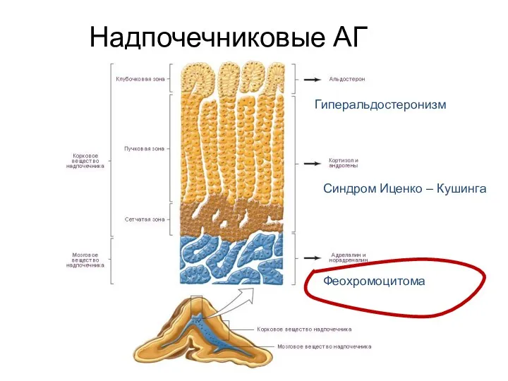 Надпочечниковые АГ Гиперальдостеронизм Синдром Иценко – Кушинга Феохромоцитома