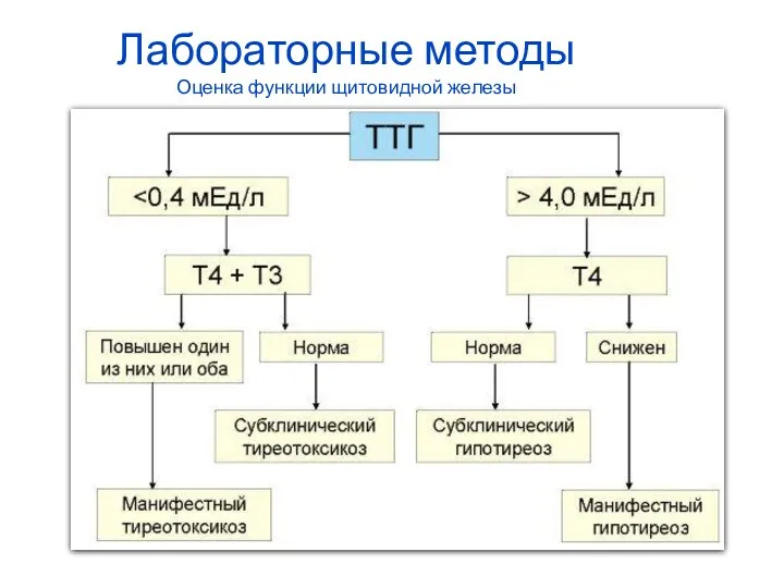 Лабораторные методы Оценка функции щитовидной железы