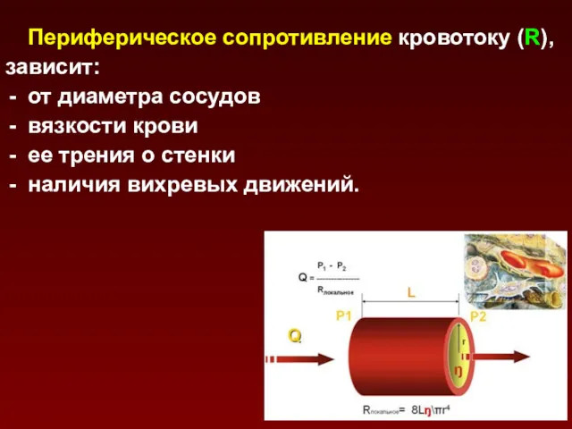 Периферическое сопротивление кровотоку (R), зависит: от диаметра сосудов вязкости крови