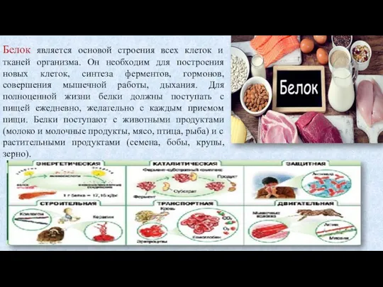 Белок является основой строения всех клеток и тканей организма. Он