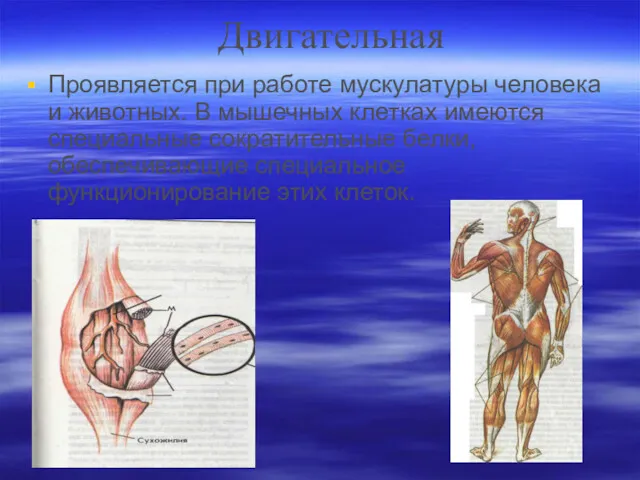 Двигательная Проявляется при работе мускулатуры человека и животных. В мышечных