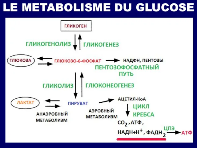 LE METABOLISME DU GLUCOSE