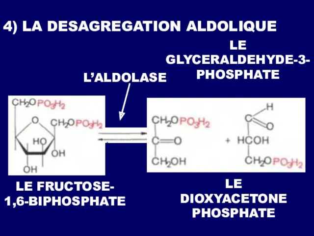 4) LA DESAGREGATION ALDOLIQUE