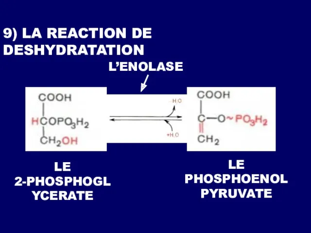 9) LA REACTION DE DESHYDRATATION