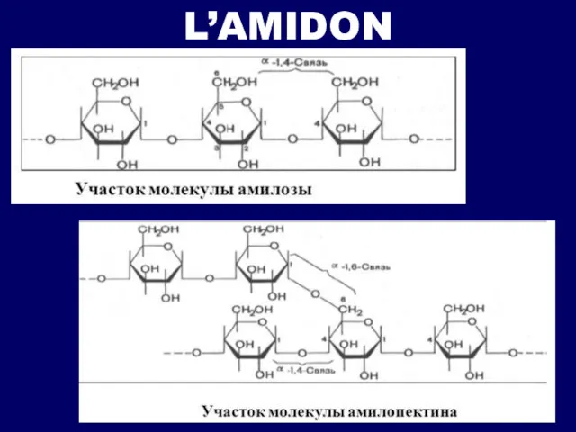 L’AMIDON