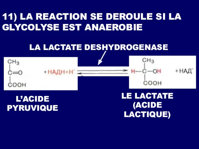 11) LA REACTION SE DEROULE SI LA GLYCOLYSE EST ANAEROBIE