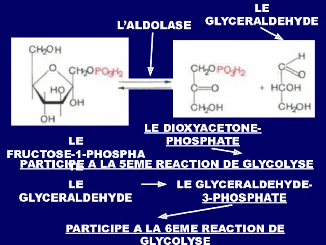 LE GLYCERALDEHYDE LE GLYCERALDEHYDE- 3-PHOSPHATE PARTICIPE A LA 6EME REACTION