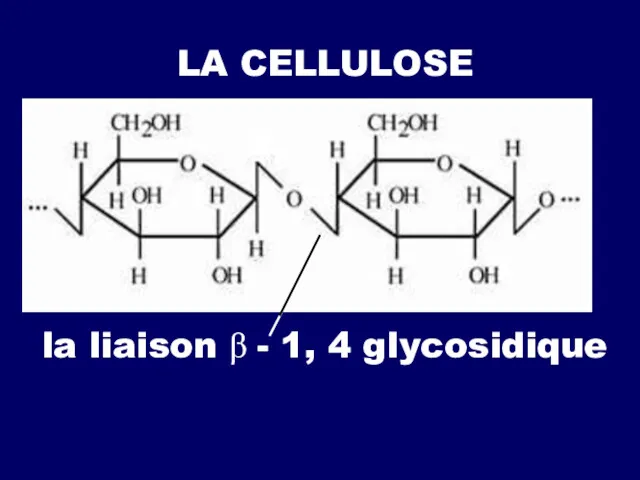 LA CELLULOSE la liaison β - 1, 4 glycosidique