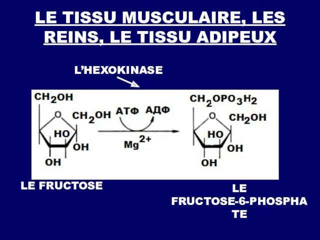 LE FRUCTOSE LE FRUCTOSE-6-PHOSPHATE L’HEXOKINASE LE TISSU MUSCULAIRE, LES REINS, LE TISSU ADIPEUX