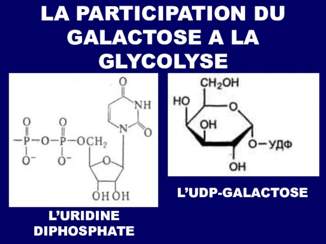 L’URIDINE DIPHOSPHATE LA PARTICIPATION DU GALACTOSE A LA GLYCOLYSE L’UDP-GALACTOSE