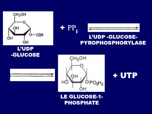 + РРi + UTP L’UDP -GLUCOSE LE GLUCOSE-1- PHOSPHATE L’UDP -GLUCOSE- PYROPHOSPHORYLASE