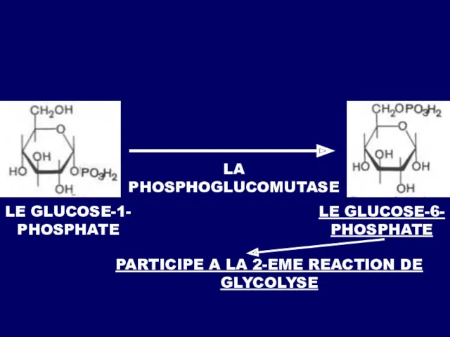 LA PHOSPHOGLUCOMUTASE LE GLUCOSE-1- PHOSPHATE LE GLUCOSE-6- PHOSPHATE PARTICIPE A LA 2-EME REACTION DE GLYCOLYSE