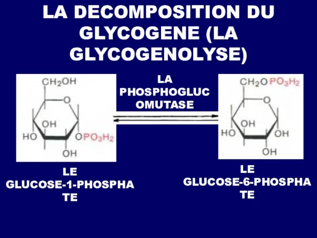LA DECOMPOSITION DU GLYCOGENE (LA GLYCOGENOLYSE) LE GLUCOSE-1-PHOSPHATE LE GLUCOSE-6-PHOSPHATE LA PHOSPHOGLUCOMUTASE