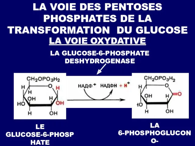 LA VOIE DES PENTOSES PHOSPHATES DE LA TRANSFORMATION DU GLUCOSE LA VOIE OXYDATIVE