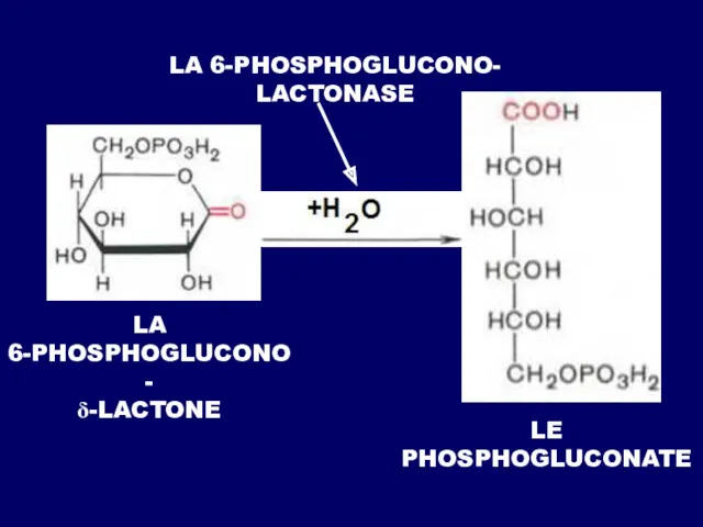 LA 6-PHOSPHOGLUCONO- δ-LACTONE LA 6-PHOSPHOGLUCONO- LACTONASE LE PHOSPHOGLUCONATE