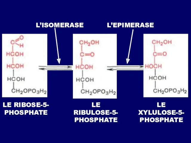LE RIBULOSE-5- PHOSPHATE LE RIBOSE-5- PHOSPHATE LE XYLULOSE-5- PHOSPHATE L’ISOMERASE L’EPIMERASE
