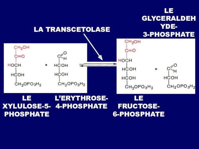 LE XYLULOSE-5- PHOSPHATE L’ERYTHROSE- 4-PHOSPHATE LE FRUCTOSE- 6-PHOSPHATE LE GLYCERALDEHYDE- 3-PHOSPHATE LA TRANSCETOLASE