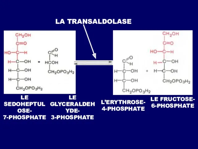 LE SEDOHEPTULOSE- 7-PHOSPHATE LE GLYCERALDEHYDE- 3-PHOSPHATE L’ERYTHROSE- 4-PHOSPHATE LE FRUCTOSE- 6-PHOSPHATE LA TRANSALDOLASE