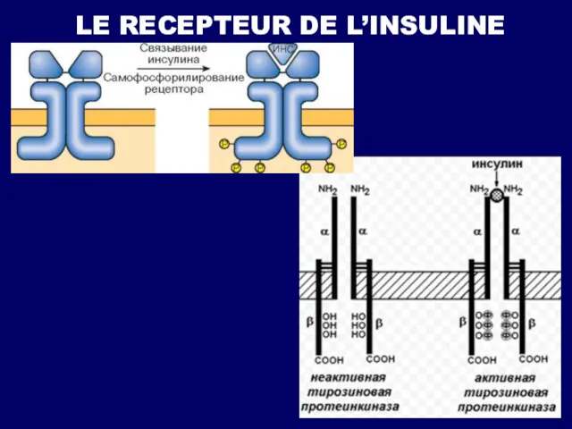 LE RECEPTEUR DE L’INSULINE