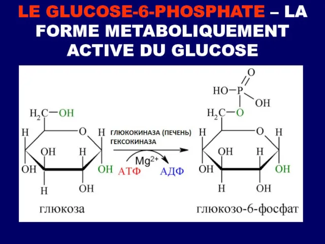 LE GLUCOSE-6-PHOSPHATE – LA FORME METABOLIQUEMENT ACTIVE DU GLUCOSE