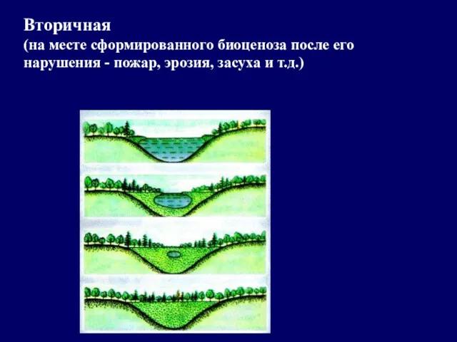 Вторичная (на месте сформированного биоценоза после его нарушения - пожар, эрозия, засуха и т.д.)