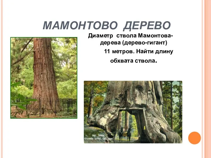 МАМОНТОВО ДЕРЕВО Диаметр ствола Мамонтова-дерева (дерево-гигант) 11 метров. Найти длину обхвата ствола.