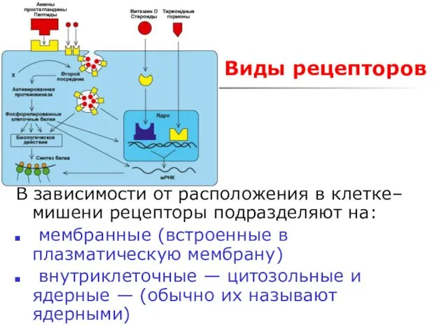 Виды рецепторов В зависимости от расположения в клетке–мишени рецепторы подразделяют