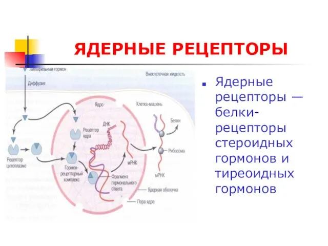 ЯДЕРНЫЕ РЕЦЕПТОРЫ Ядерные рецепторы — белки-рецепторы стероидных гормонов и тиреоидных гормонов