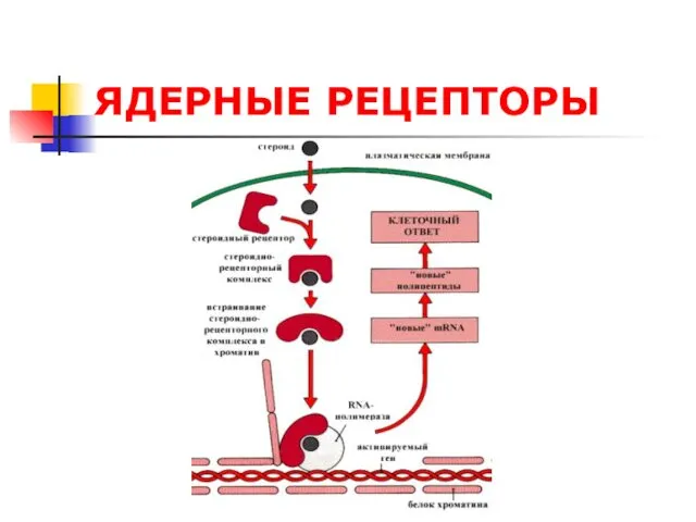 ЯДЕРНЫЕ РЕЦЕПТОРЫ