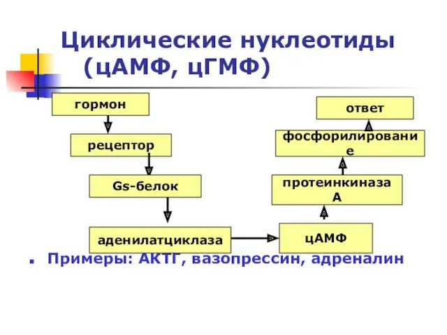 Циклические нуклеотиды (цАМФ, цГМФ) Примеры: АКТГ, вазопрессин, адреналин гормон рецептор