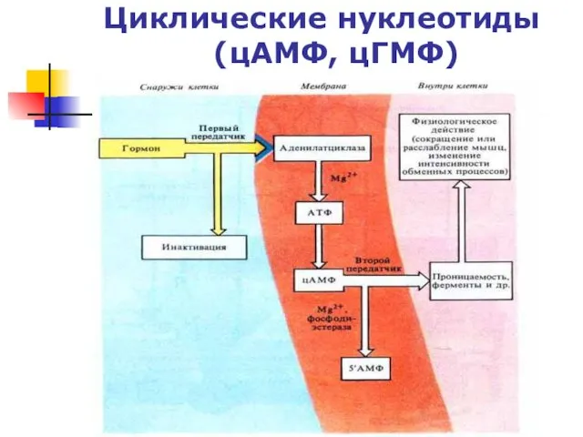 Циклические нуклеотиды (цАМФ, цГМФ)