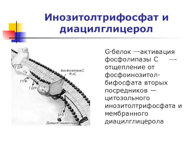 Инозитолтрифосфат и диацилглицерол G‑белок активация фосфолипазы C отщепление от фосфоинозитол-