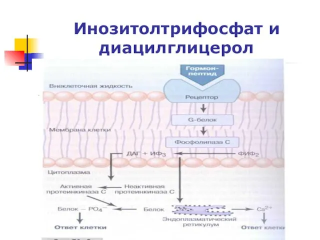 Инозитолтрифосфат и диацилглицерол