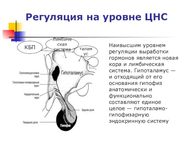 Регуляция на уровне ЦНС Лимбическая система таламус КБП Наивысшим уровнем