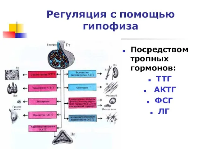 Регуляция с помощью гипофиза Посредством тропных гормонов: ТТГ АКТГ ФСГ ЛГ