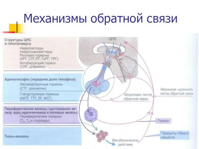 Механизмы обратной связи