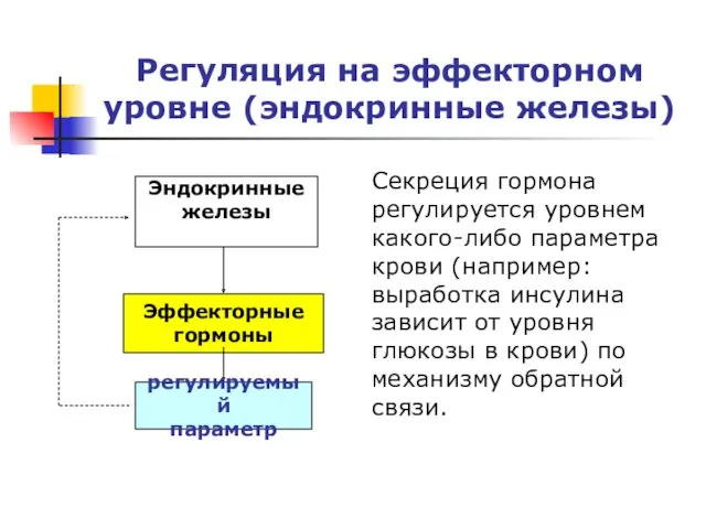 Регуляция на эффекторном уровне (эндокринные железы) Эндокринные железы Эффекторные гормоны