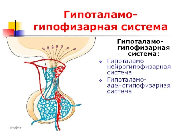 Гипоталамо-гипофизарная система Гипоталамо-гипофизарная система: Гипоталамо-нейрогипофизарная система Гипоталамо-аденогипофизарная система