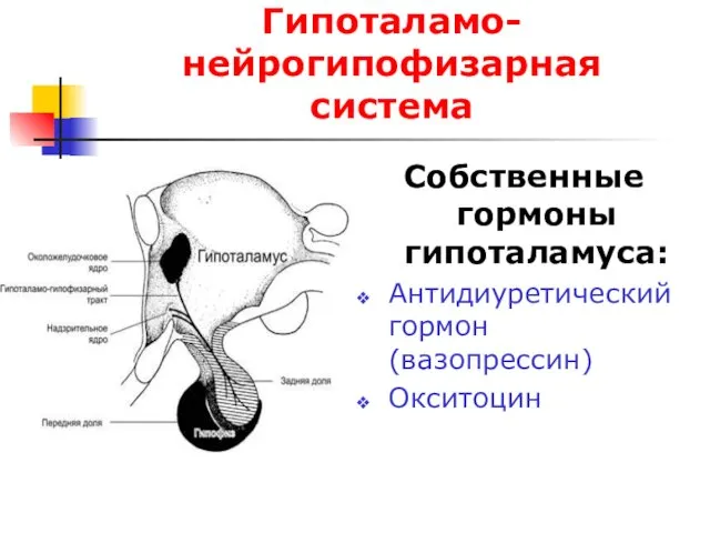 Гипоталамо-нейрогипофизарная система Собственные гормоны гипоталамуса: Антидиуретический гормон (вазопрессин) Окситоцин