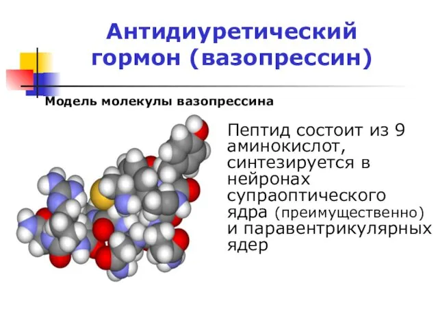 Антидиуретический гормон (вазопрессин) Модель молекулы вазопрессина Пептид состоит из 9