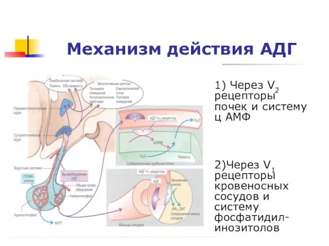 Механизм действия АДГ 1) Через V2 рецепторы почек и систему