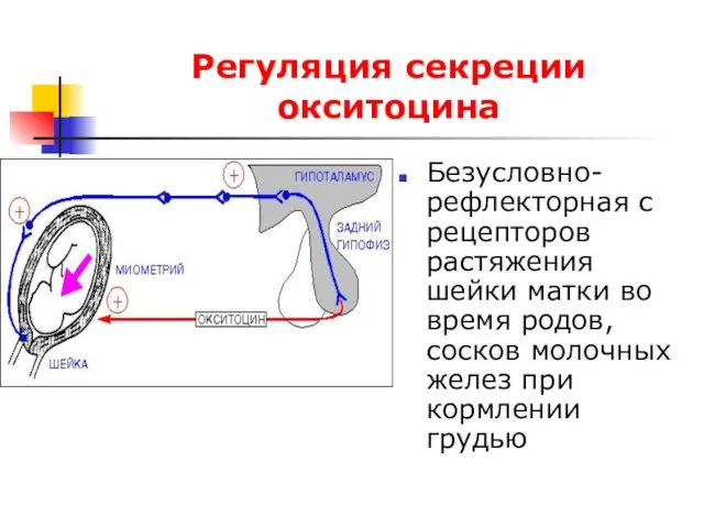 Регуляция секреции окситоцина Безусловно-рефлекторная с рецепторов растяжения шейки матки во